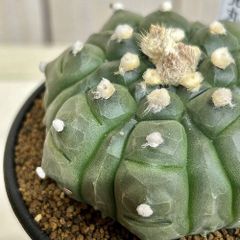 ひでさん様☆おまとめ☆ブカレリエンシスセット - メルカリ