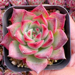 観葉植物 Top【選抜株】多肉植物 26176ダークロード 20個 鉢無し/脱土