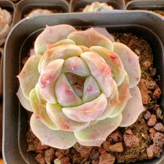 Top【選抜株】多肉植物　26234シック　モンロー　12個　鉢無し/脱土 Top【選抜株】多肉植物 26234シック モンロー 12個 鉢無し/脱土 - メルカリ
