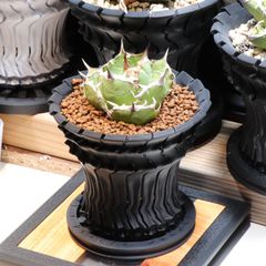 アガベ オテロイ実生株 植木鉢セット 黒波4号鉢 | Mercari