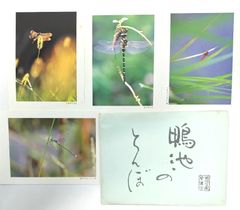 トンボと蓮の実 高解像度写真 L判写真 4枚 セート - メルカリ