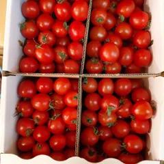 熊本県産 ミニトマト A 約1kg