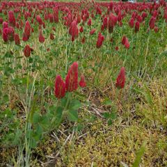 令和7年産　農薬　化学肥料栽培中不使用のミルキークイーン　ストロベリーキャンドル米　10キロ玄米