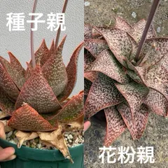02 Aloe deltoideodonta アロエ デルトイデオドンタ 幅広×幅広 実生（多肉植物 観葉植物）のサムネイル