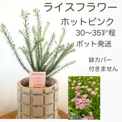ライスフラワー　ホットピンク　苗・苗木　★ポット発送　★鉢カバー付きません　★30〜35㌢程　　★大きいものから発送します　　★常緑低木