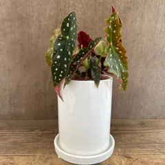 ベゴニア マクラータ 白丸陶器鉢 現品 Begonia maculata シュウカイドウ科 ベゴニア属  観葉植物 観葉 植物 レア 希少 インテリア プレゼント かわいい おしゃれ グリーン ドット柄