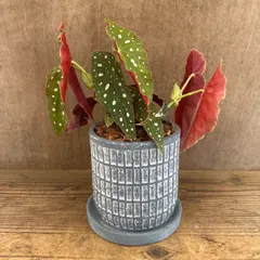 ベゴニア マクラータ 陶器鉢 現品 Begonia maculata シュウカイドウ科 ベゴニア属  観葉植物 観葉 植物 レア 希少 インテリア プレゼント かわいい おしゃれ グリーン ドット柄