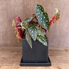 ベゴニア マクラータ 四角陶器鉢 現品 Begonia maculata シュウカイドウ科 ベゴニア属  観葉植物 観葉 植物 レア 希少 インテリア プレゼント かわいい おしゃれ グリーン ドット柄
