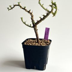 モンソニア バンデリエティアエ サルコカウロン 竜骨扇 大きめ株 | Mercari