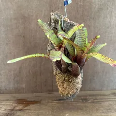ネオレゲリア　ハイブリッド　コルク　大きめ　②　コルク付 Neoregelia hybrid  現品 観葉植物 観葉 植物 珍奇植物 珍奇 珍しい レア 希少 タンクブロメリア ブロメリア アナナス ハンギング 吊るす  インテリア おしゃれ