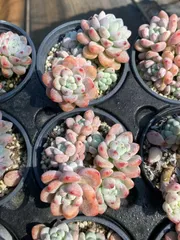 多肉植物　Z113　ラウル　18株　抜き苗　エケベリア　セダム　アエオニウム　韓国苗　寄せ植え　詰め合わせ