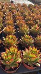 多肉植物　Z1035　ルージュ　12株　抜き苗　エケベリア　セダム　アエオニウム　韓国苗　寄せ植え　詰め合わせ