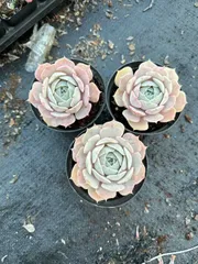 多肉植物　Z1139　ピンクローズ　24株　抜き苗　エケベリア　セダム　アエオニウム　韓国苗　寄せ植え　詰め合わせ