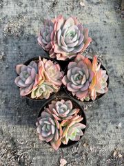 エケベリア 寄せ植え（鉢ごと発送） - メルカリ
