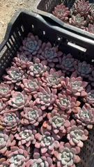 多肉植物　Z1066　ピンクオプ　50株　抜き苗　エケベリア　セダム　アエオニウム　韓国苗　寄せ植え　詰め合わせ