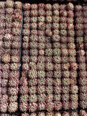 多肉植物　X71　ピンククリスタル　105苗　土根付き　エケベリア　セダム　アエオニウム　韓国苗　寄せ植え　詰め合わせ