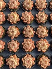 多肉植物　Z2561　ブライト・ジェニー　50鉢　土鉢づき　エケベリア　セダム　アエオニウム　韓国苗　寄せ植え　詰め合わせ