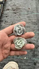 発売中　ラブリーローズ　105苗セット　土・根付き　美苗　エケベリア　多肉植物　佐川発送　X298