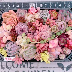 春直前‼️多肉植物寄せ植えset♡392
