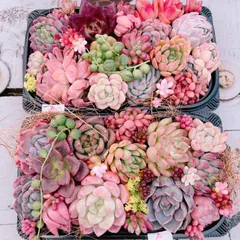 春直前SALE‼️多肉植物寄せ植え用(大)set♡A