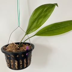 食虫植物 ネペンテス (ビーチxローウィ)x(バービッジアエxエドワード 