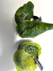 ビカクシダ(コウモリラン)ネザーランド 流木付け - メルカリ ビカクシダ(コウモリラン)ネザーランド 流木付け - メルカリ