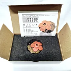 2026年最新】科博所蔵品 再現モデルの人気アイテム - メルカリ