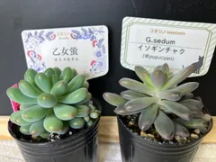 2026年最新】乙女蛍多肉植物の人気アイテム - メルカリ