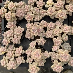 XY671×10株 ビキョウキン 土鉢付き 多肉植物 アエオニウム エケベリア サボテン 韓国苗