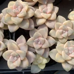 XY508×10株 ビキョウキン 土鉢付き 多肉植物 アエオニウム エケベリア サボテン 韓国苗