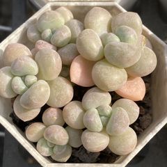 XY439×10株 シャングリラ 抜き苗 多肉植物 アエオニウム エケベリア