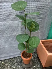 シーグレープ（２株植え込み）　A８　観葉植物のサムネイル