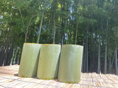 孟宗竹 地下茎 苗 - メルカリ