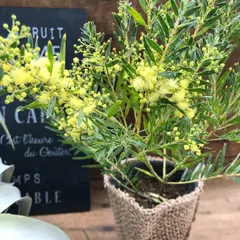 ポットごと♡テレサ♡アカシア♡ミモザ♡3号♡観葉植物♡ガーデニング♡