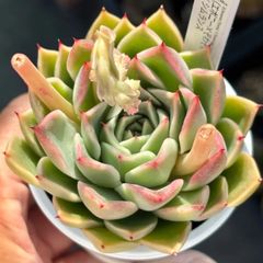 ハオルチア ☆ 白蛇伝（カキ仔発根済み）白プラポット付き メルカリ便