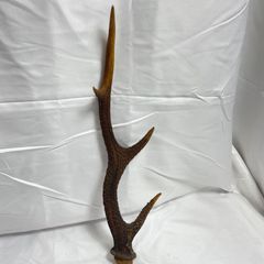 鹿の角55cm ニホンジカ - メルカリ