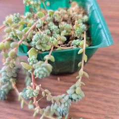 多肉植物 セダム ホワイトストーンクロプ / ホワイトストーンクロップ