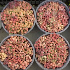 新入荷 好評発売！フォロワー限定 24株 YK546 花丸錦 多肉植物 花 園芸