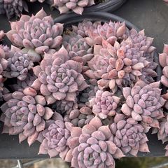 スイートハート◎多肉植物 カット苗 輸入苗 エケベリア等 多肉植物 エケベリア スイートハート 韓国苗 抜き苗 カット苗 約3〜4cm