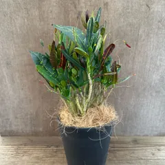 クロトン トビハ 現品 ① Codiaeum variegata トウダイグサ科・クロトンノキ属の常緑樹　現品 観葉植物 観葉 植物  珍しい レア 希少 インテリア プレゼント おしゃれ かわいい リビング グリーン