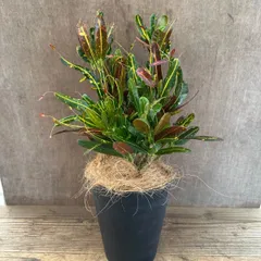 クロトン トビハ 現品 ② Codiaeum variegata トウダイグサ科・クロトンノキ属の常緑樹　現品　クロトン　 観葉植物 観葉 植物  珍しい レア 希少 インテリア プレゼント おしゃれ かわいい リビング グリーン