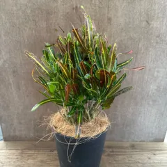 クロトン　トビハ　現品　③　Codiaeum variegata　トウダイグサ科・クロトンノキ属の常緑樹　現品 観葉植物 観葉 植物  珍しい レア 希少 インテリア プレゼント おしゃれ かわいい リビング グリーン