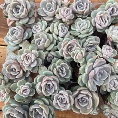 初心者向け！　ハンバーガー　16苗セット　土と根付き 第四種郵便で発送　多肉植物　韓国苗　エケベリア　XY302