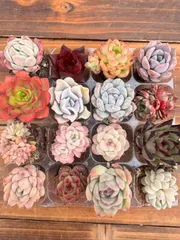 2026年最新】多肉植物寄せ植えセットの人気アイテム - メルカリ