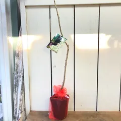 桜苗木　御衣黄桜5号苗