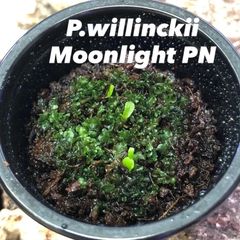 P.willinckii OMG 前葉体 胞子体 ビカクシダ 44 - メルカリ