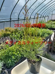 メディカルティーツリー　4号苗　金子香草園　常緑樹　ガーデニング　庭木　精油　耐寒性有り