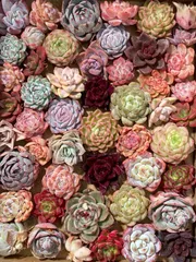 数量限定 NT18×50株セット  カット苗 多種類品種 多肉植物  詰め合わせ  エケベリア  サボテン 韓国苗