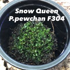 ビカクシダ P.pewchan F304 Snow Queen 前葉体 胞子 - メルカリ
