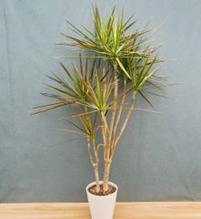 セネシオ クレイニア モンキーツリー 鉢皿付き - メルカリ
